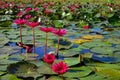 beautiful pink lotus pond ÃÂ at Thung Bua Daeng Ban Na Nakhon Nayok , Thailand Royalty Free Stock Photo